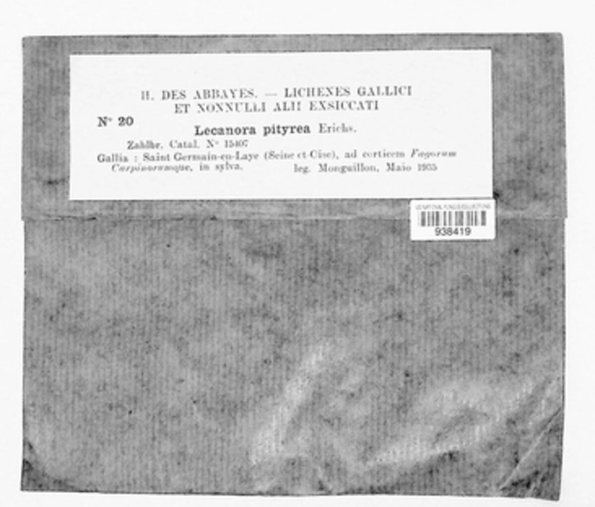 Lecanora expallens image